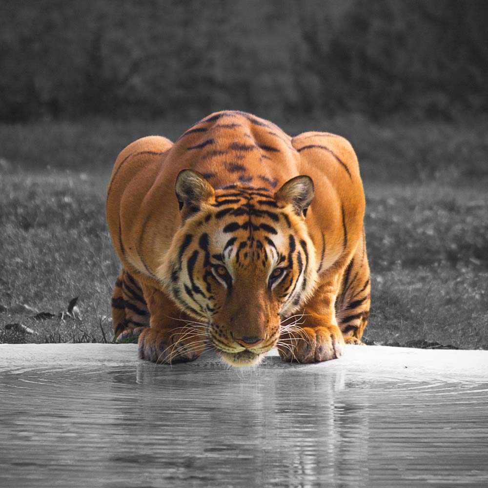 Tiger drinking Water